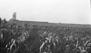 <b>Caption:</b>  Drowned-out area of corn near Nokomis where the 8 foot coal bed is worked at a depth of about 625 feet.<br><b>Credit:</b>  Illinois State Geological Survey<br><b>Date:</b>  Pre-1914<br><b>Library No.:</b>  M-998