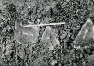 <b>Caption:</b>  Coalballs in place at top of Summum coal in main coalball zone of pit 14<br><b>Credit:</b>  Phillips Coal Ball Collection<br><b>Date:</b>  05/06/1972<br>