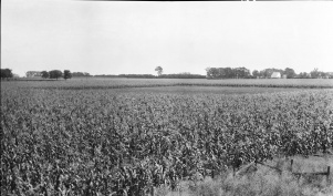 <b>Caption:</b>  Open space south of Danville about 200 feet square in cornfield, indicating that area is not tilled because water stands over the sage in the spring.<br><b>Credit:</b>  Illinois State Geological Survey<br><b>Date:</b>  pre-1914<br><b>Publication:</b>  Fig. 31 Cooperative Bulletin 17 – Subsidence in Illinois<br><b>Library No.:</b>  M-821