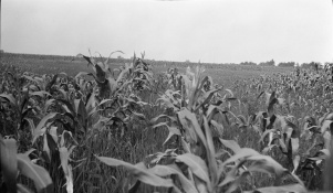 <b>Caption:</b>  Drowned-out area of corn near Nokomis where the 8 foot coal bed is worked at a depth of about 625 feet.<br><b>Credit:</b>  Illinois State Geological Survey<br><b>Date:</b>  Pre-1914<br><b>Library No.:</b>  M-996