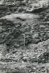 <b>Caption:</b>  Coalballs in situ 50-75cm below top of Summum (No.4) coal in main coalball Zone, Northern Illinois Mine, South Wilmington.<br><b>Credit:</b>  Phillips Coal Ball Collection<br><b>Date:</b>  05/06/1972<br>