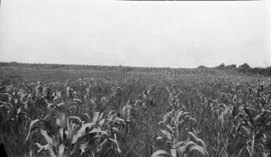 <b>Caption:</b>  Drowned-out area of corn near Nokomis where the 8 foot coal bed is worked at a depth of about 625 feet.<br><b>Credit:</b>  Illinois State Geological Survey<br><b>Date:</b>  Pre-1914<br><b>Library No.:</b>  M-995