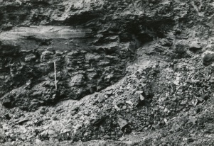 <b>Caption:</b>  Coalballs in situ 50-75cm below top of Summum (No.4) coal in main coalball Zone, Northern Illinois Mine, South Wilmington.<br><b>Credit:</b>  Phillips Coal Ball Collection<br><b>Date:</b>  05/06/1972<br>