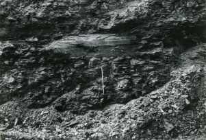 <b>Caption:</b>  In situ coalballs and main coalball zone did not have a dark shale immediately over coal.<br><b>Credit:</b>  Phillips Coal Ball Collection<br><b>Date:</b>  05/06/1972<br>