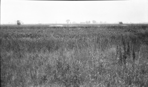 <b>Caption:</b>  Sag foreground and background high grass over pillar<br><b>Credit:</b>  Illinois State Geological Survey<br><b>Library No.:</b>  M-962