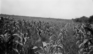 <b>Caption:</b>  Drowned-out area of corn near Nokomis where the 8 foot coal bed is worked at a depth of about 625 feet.<br><b>Credit:</b>  Illinois State Geological Survey<br><b>Date:</b>  Pre-1914<br><b>Library No.:</b>  M-997