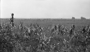 <b>Caption:</b>  Drowned-out area of corn near Nokomis where the 8 foot coal bed is worked at a depth of about 625 feet.<br><b>Credit:</b>  Illinois State Geological Survey<br><b>Date:</b>  Pre-1914<br><b>Publication:</b>  Fig. 32 Cooperative Bulletin 17 – Subsidence in Illinois<br><b>Library No.:</b>  M-999