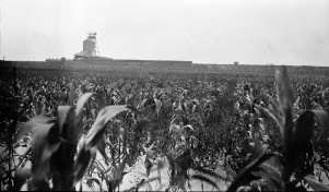 <b>Caption:</b>  Drowned-out area of corn near Nokomis where the 8 foot coal bed is worked at a depth of about 625 feet.<br><b>Credit:</b>  Illinois State Geological Survey<br><b>Date:</b>  Pre-1914<br><b>Library No.:</b>  M-1001